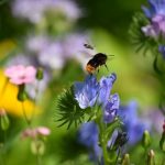 Building Bee Bliss - In the Garden