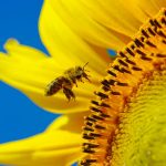 Observing Pollinators - Ilsley Public Library