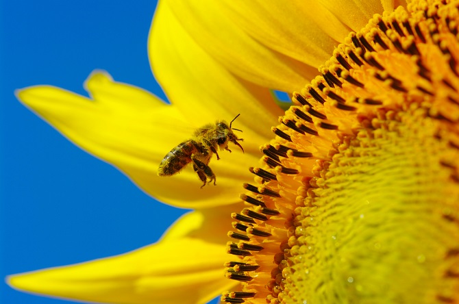Observing Pollinators - Ilsley Public Library